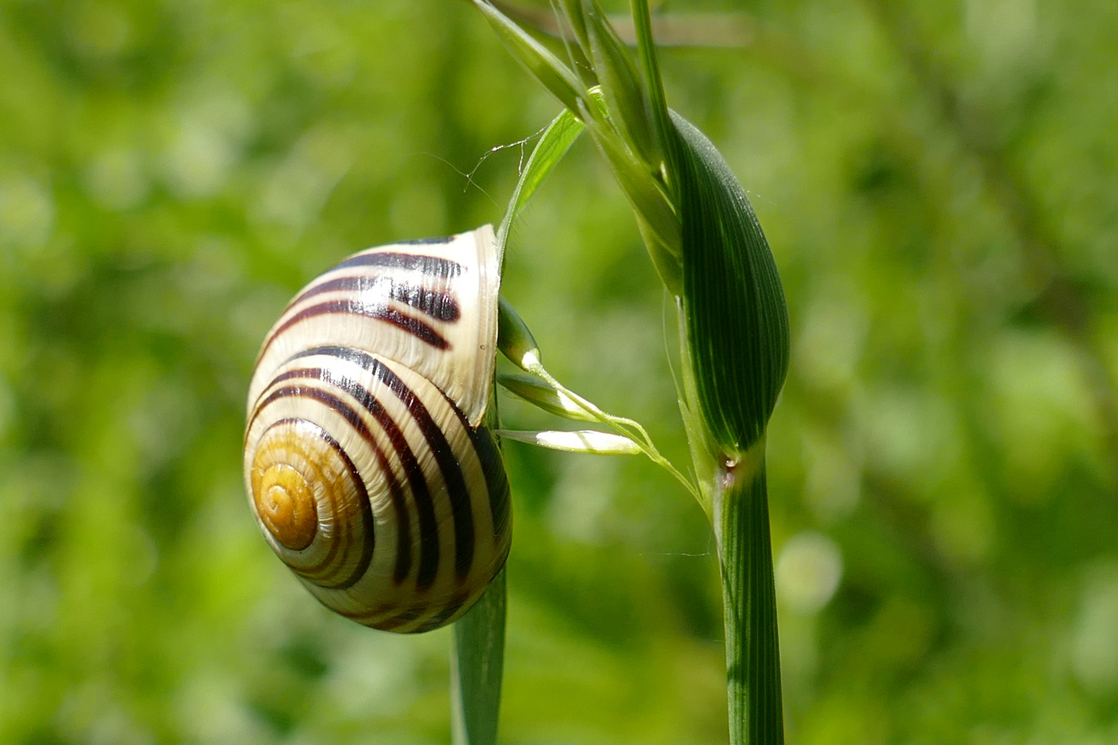 Schnecke