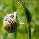 Schnecke