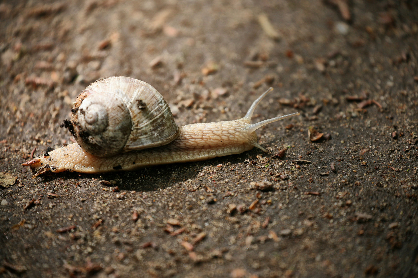 SchNecke