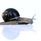 Schnecke