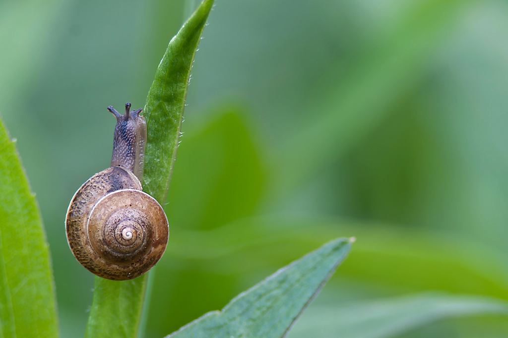 Schnecke