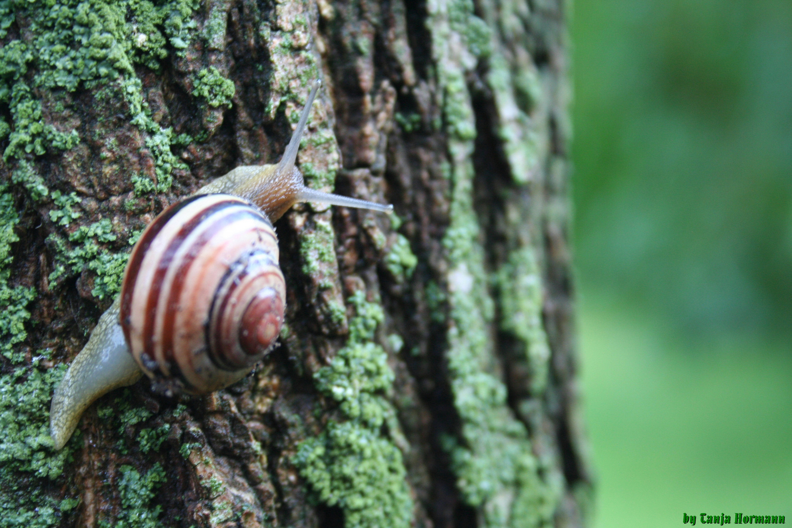 Schnecke