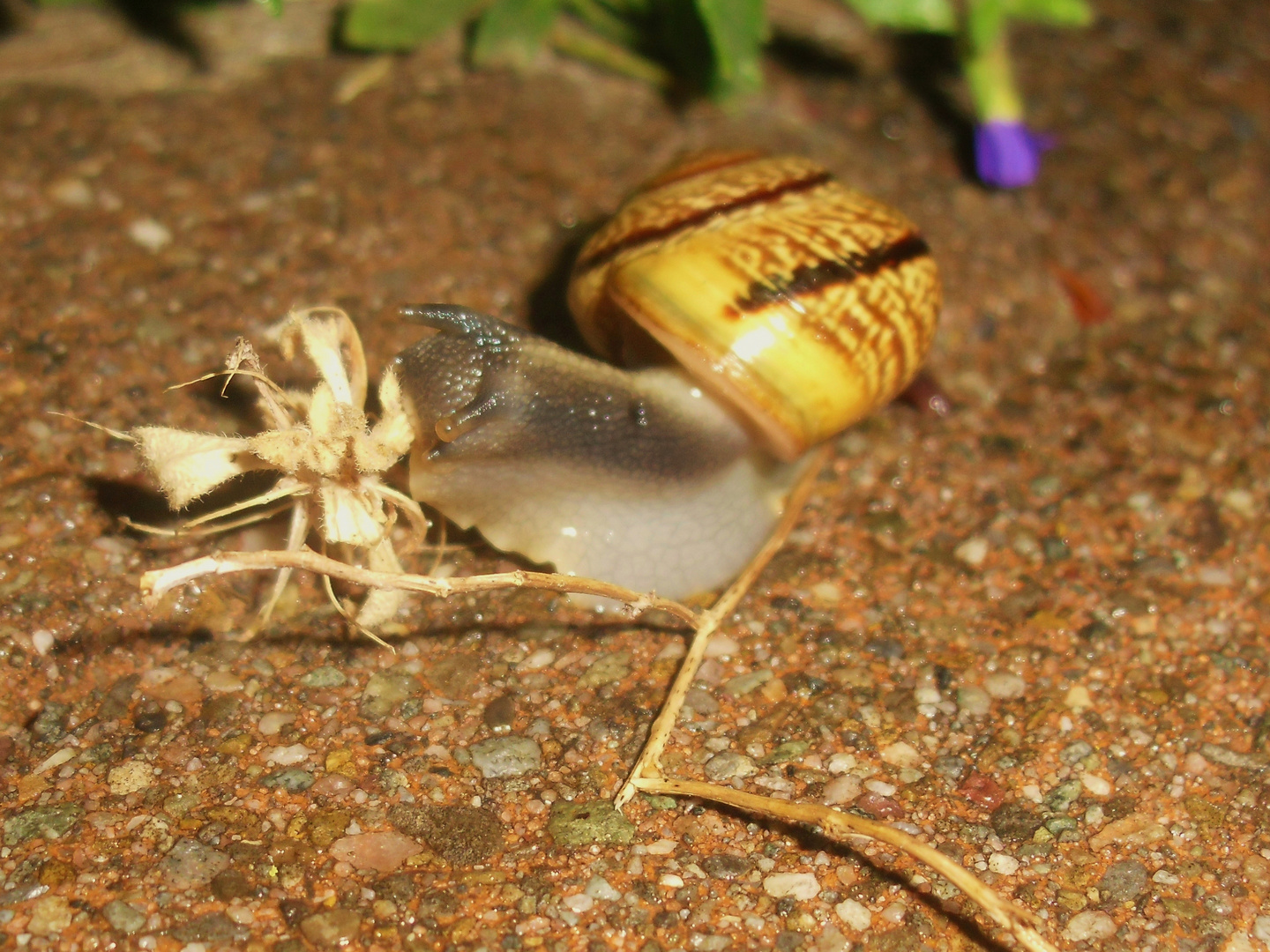 Schnecke