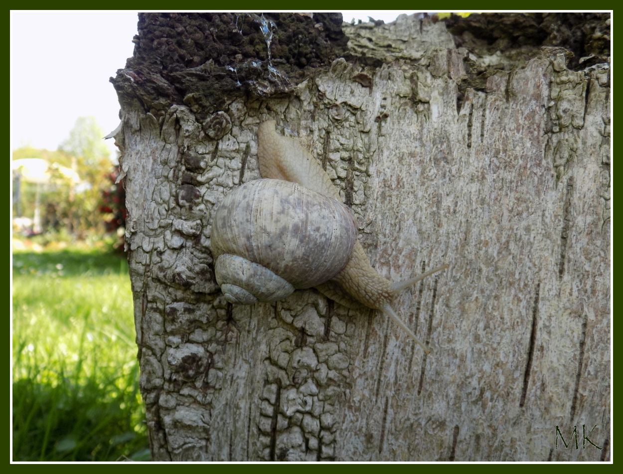 Schnecke