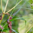 Schnecke