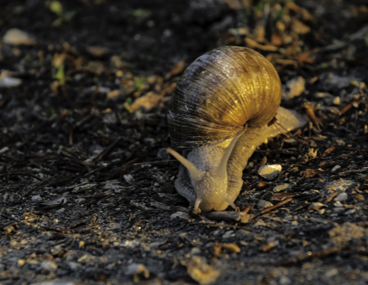 Schnecke