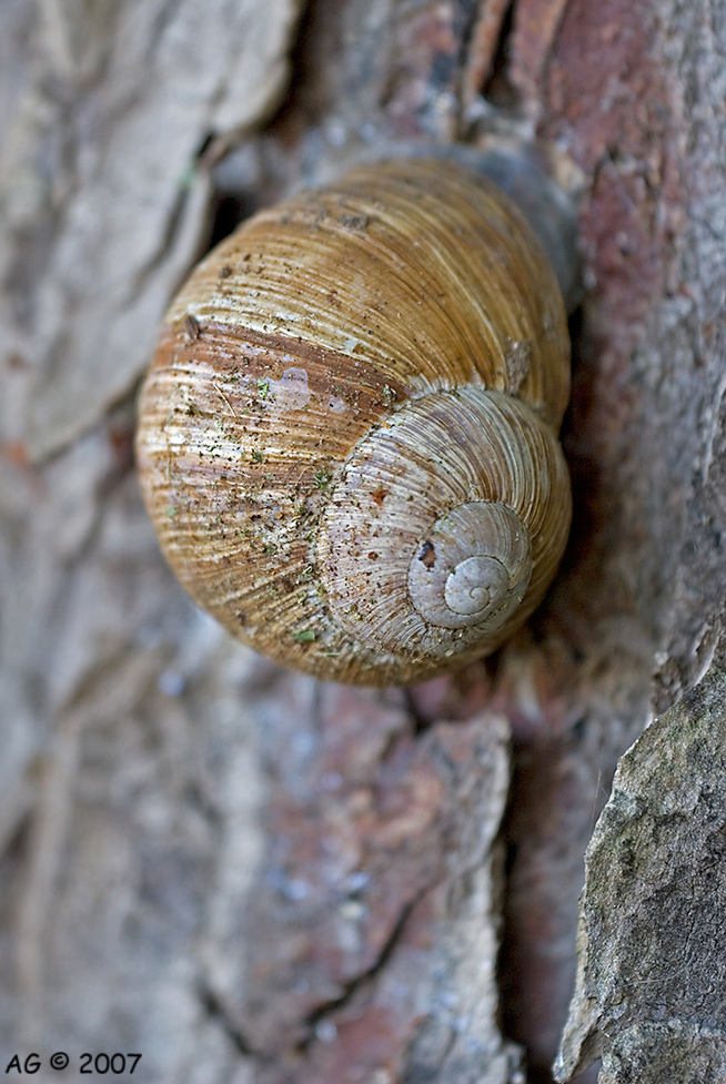 Schnecke