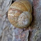 Schnecke