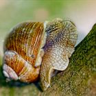 Schnecke