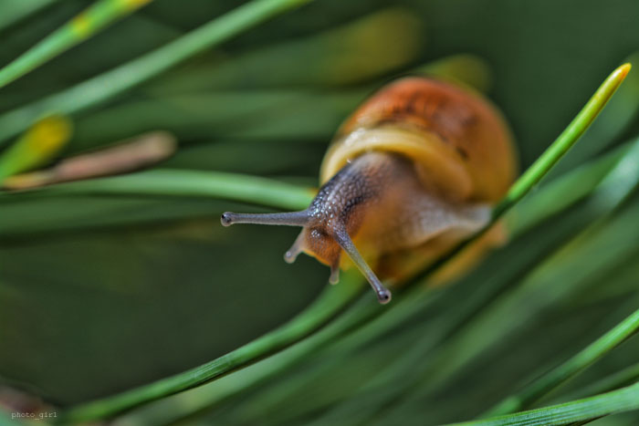 Schnecke