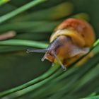 Schnecke