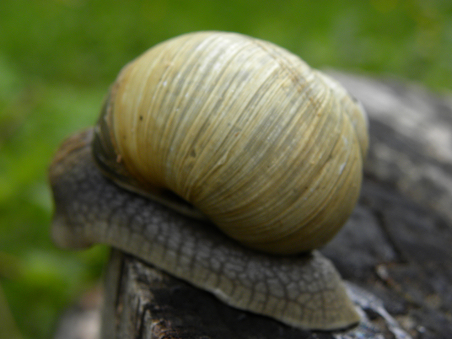 Schnecke