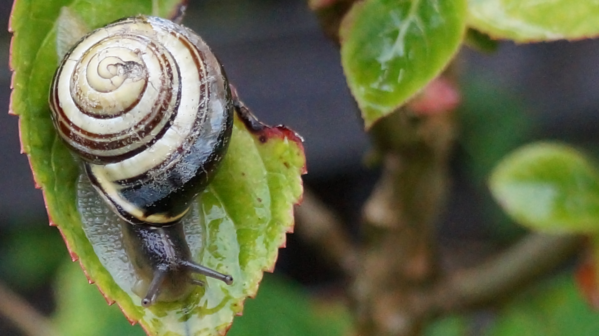 Schnecke