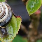 Schnecke