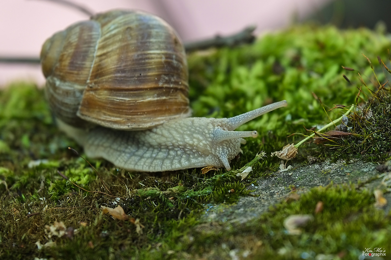 Schnecke