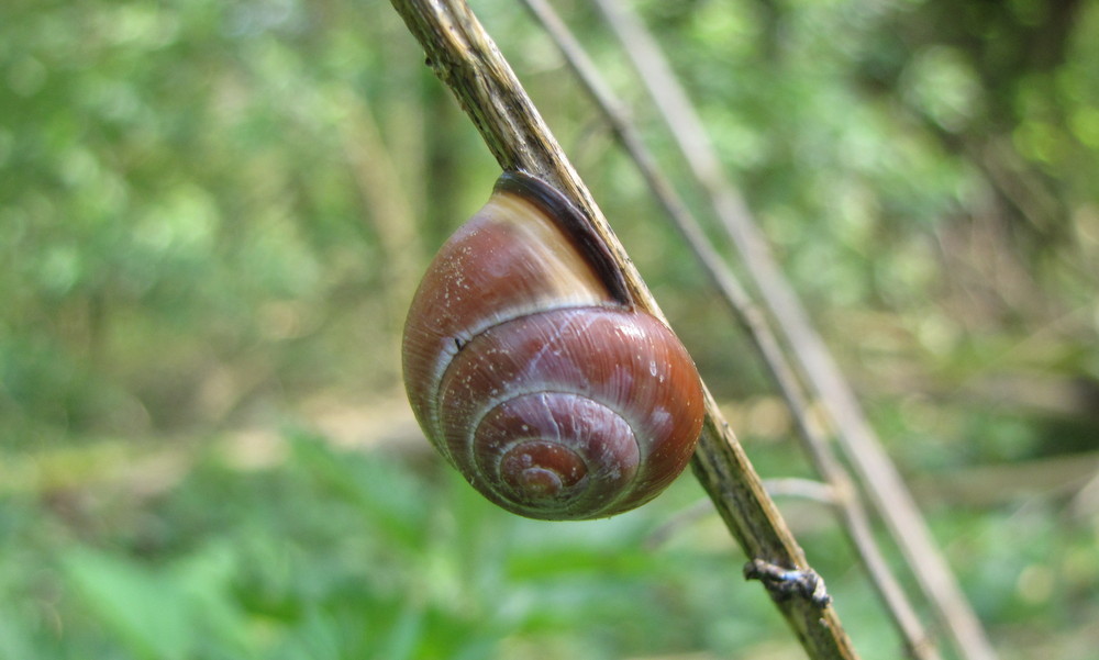 Schnecke