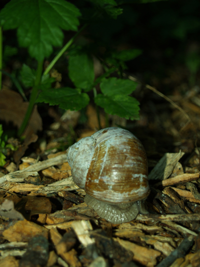 Schnecke