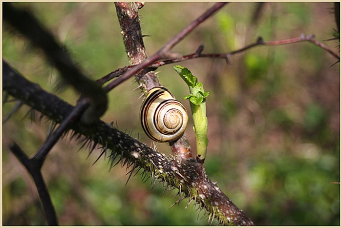 ~Schnecke~