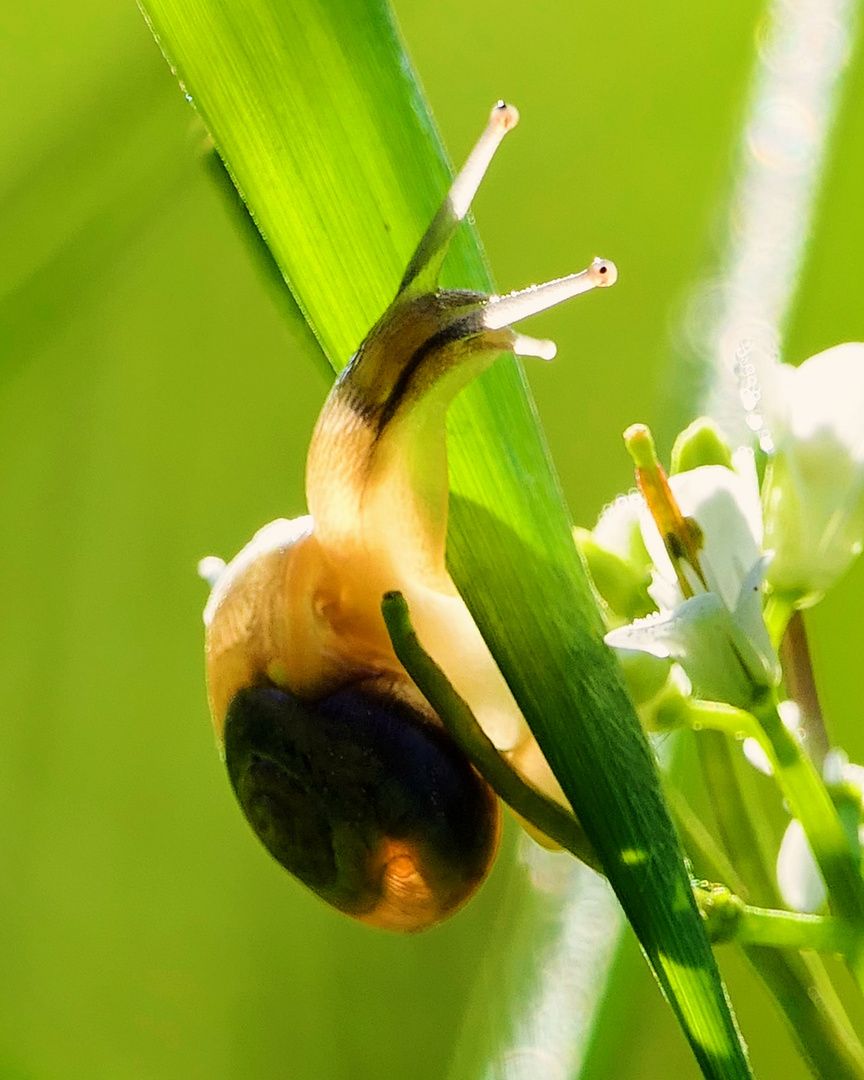 Schnecke 