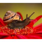 Schnecke