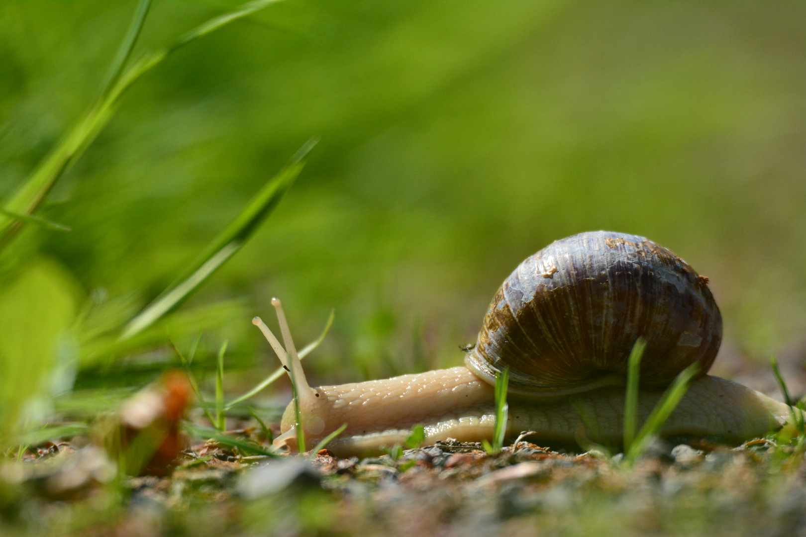 Schnecke