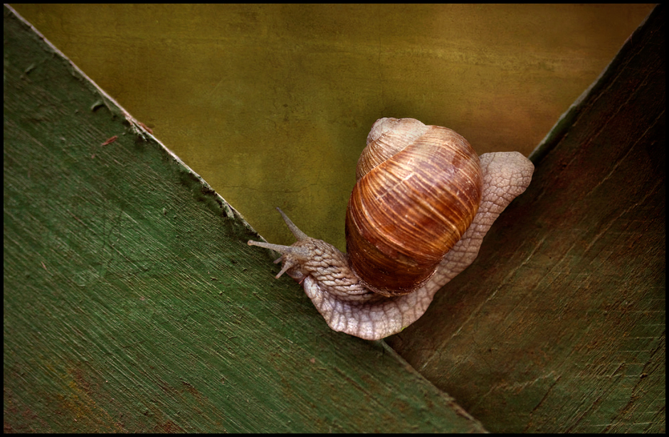 Schnecke