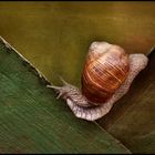 Schnecke