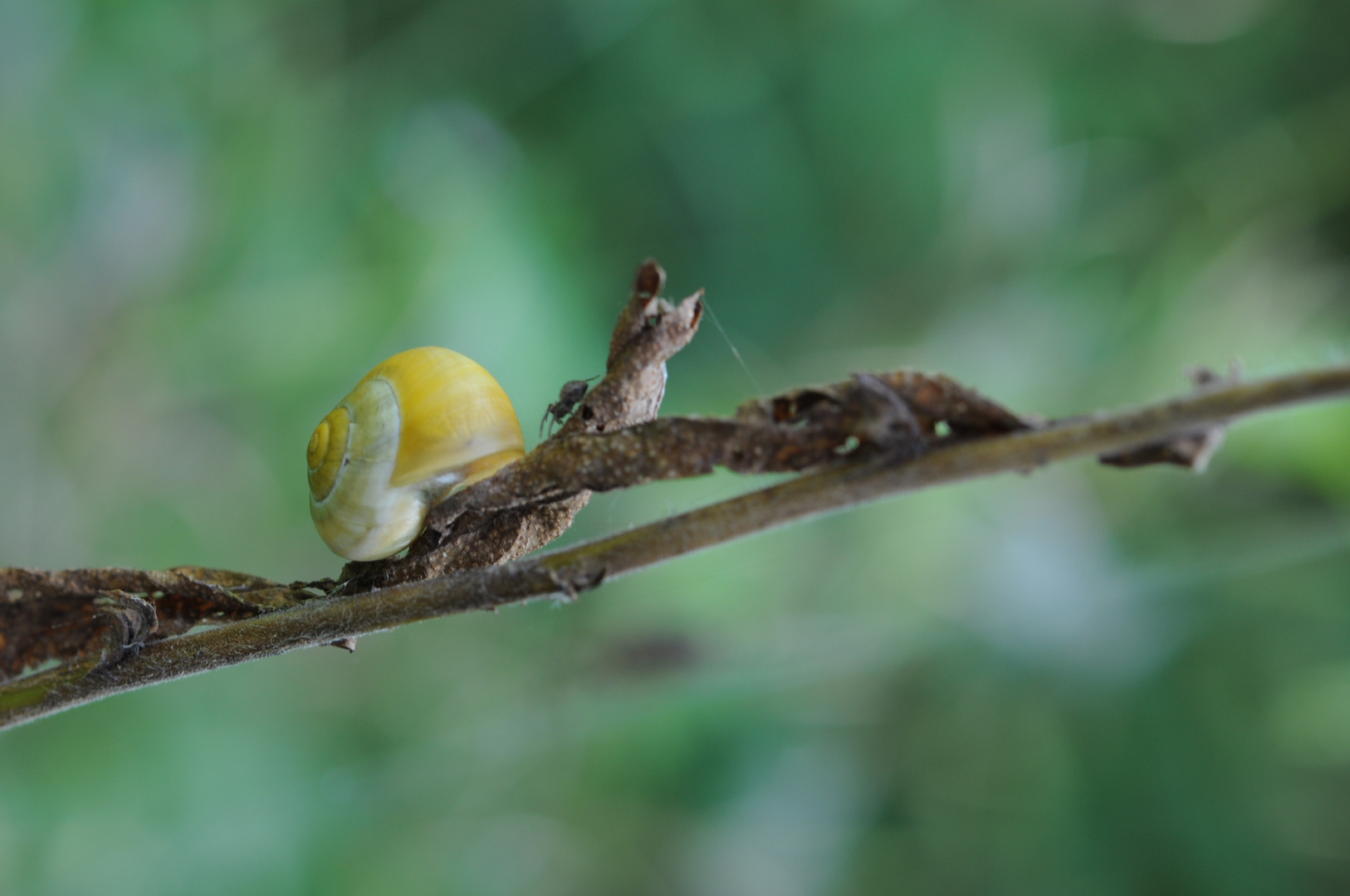 Schnecke