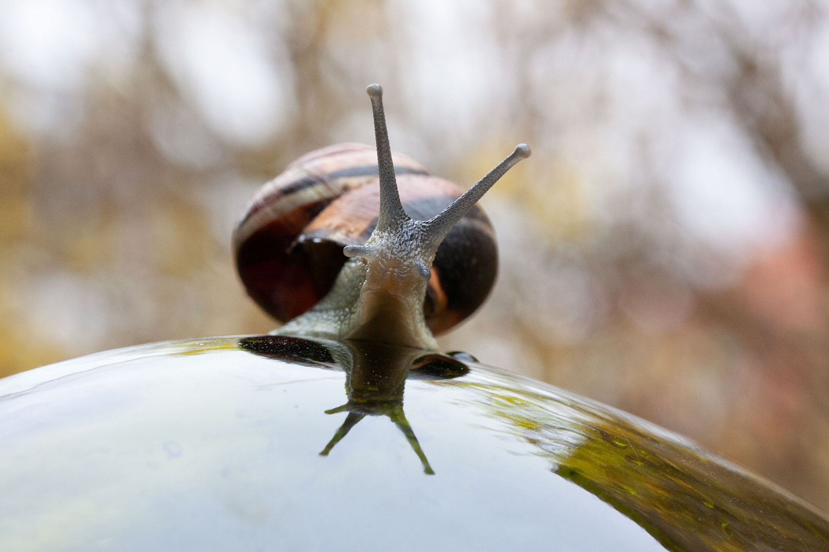 Schnecke 