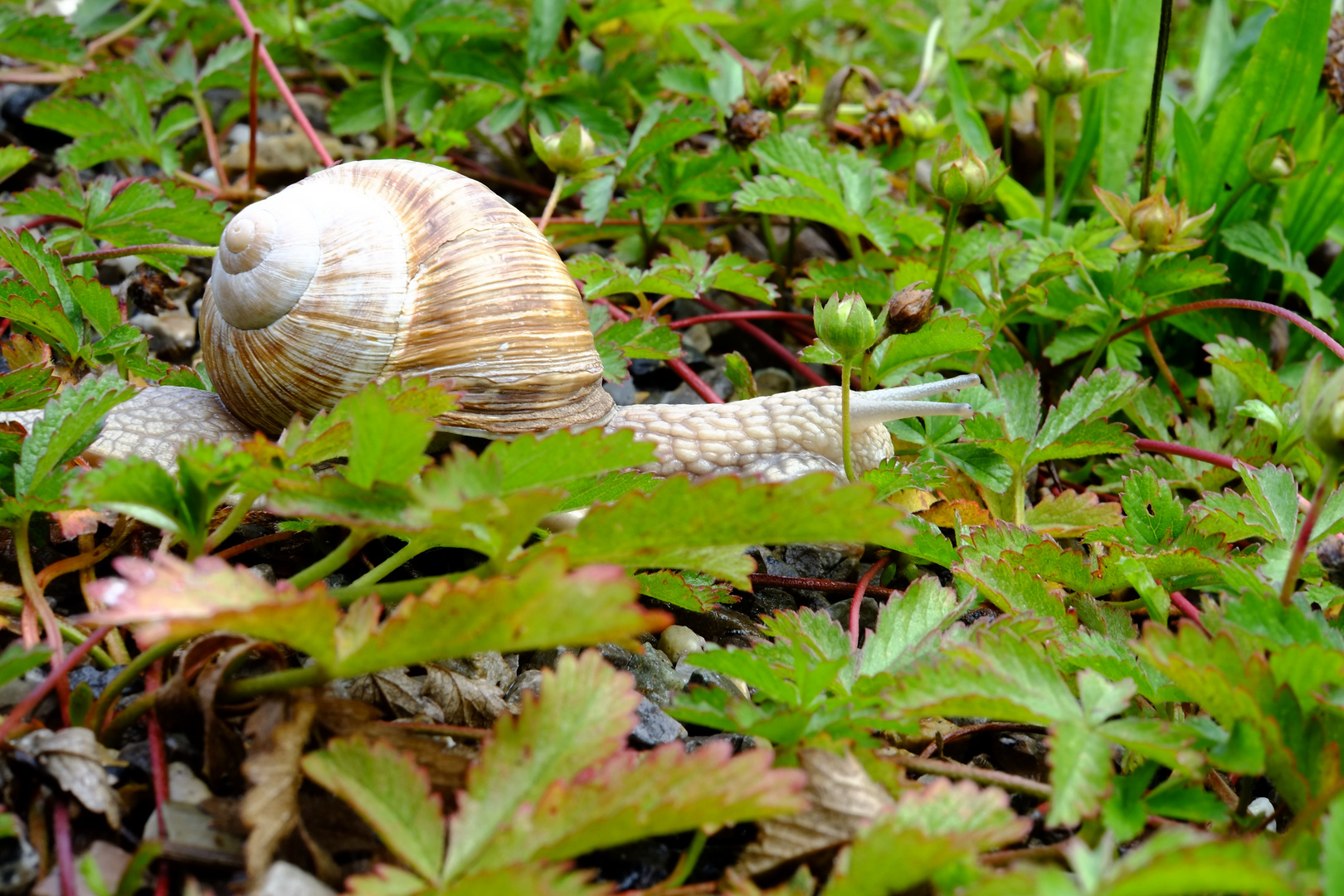 Schnecke