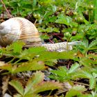 Schnecke