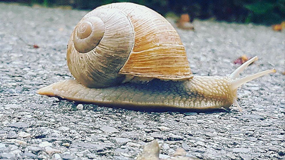 Schnecke Foto & Bild | tiere, wildlife, schnecken & muscheln Bilder auf