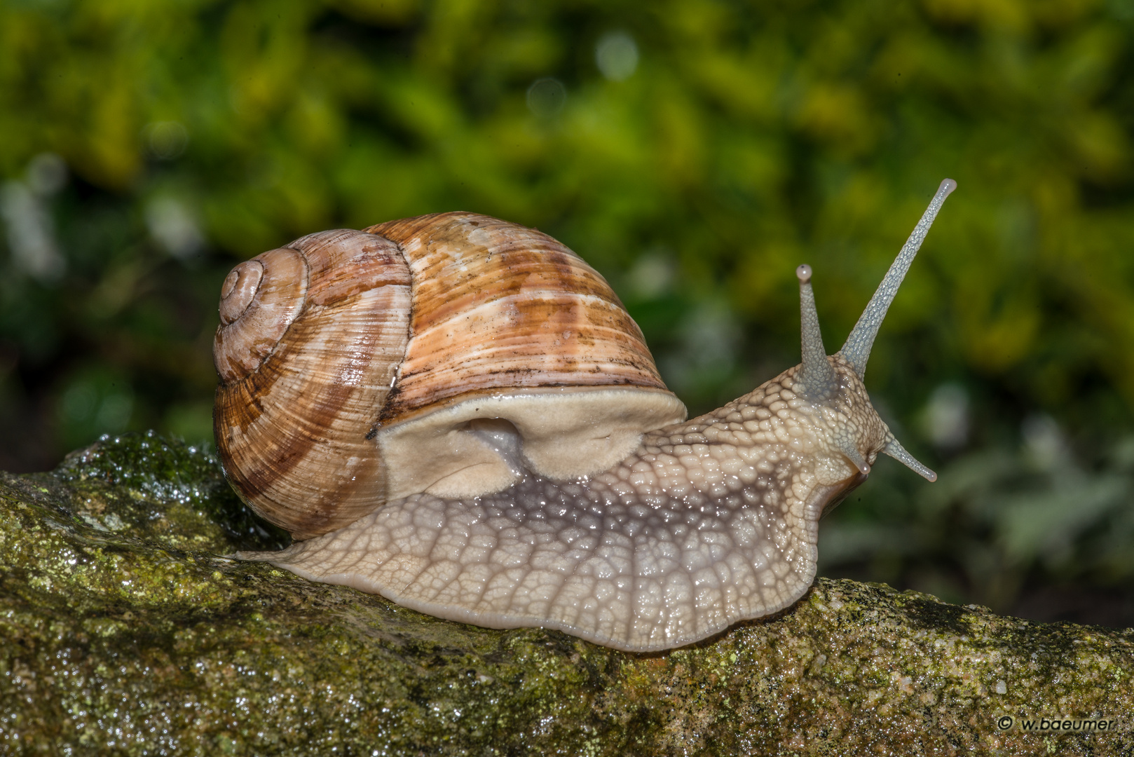 Schnecke