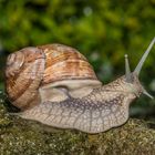 Schnecke