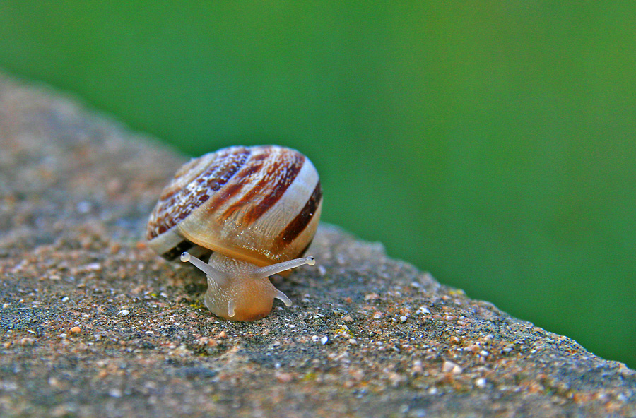 Schnecke ...