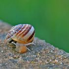 Schnecke ...