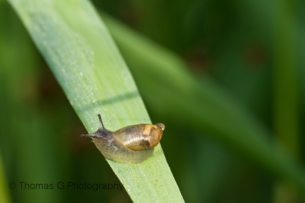 Schnecke