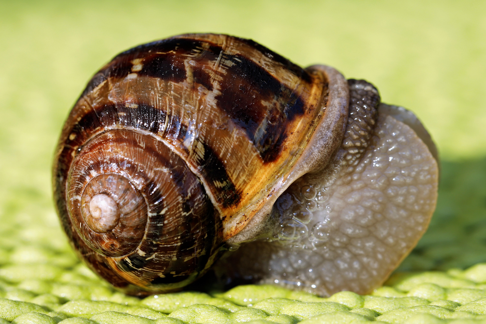 Schnecke