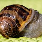 Schnecke