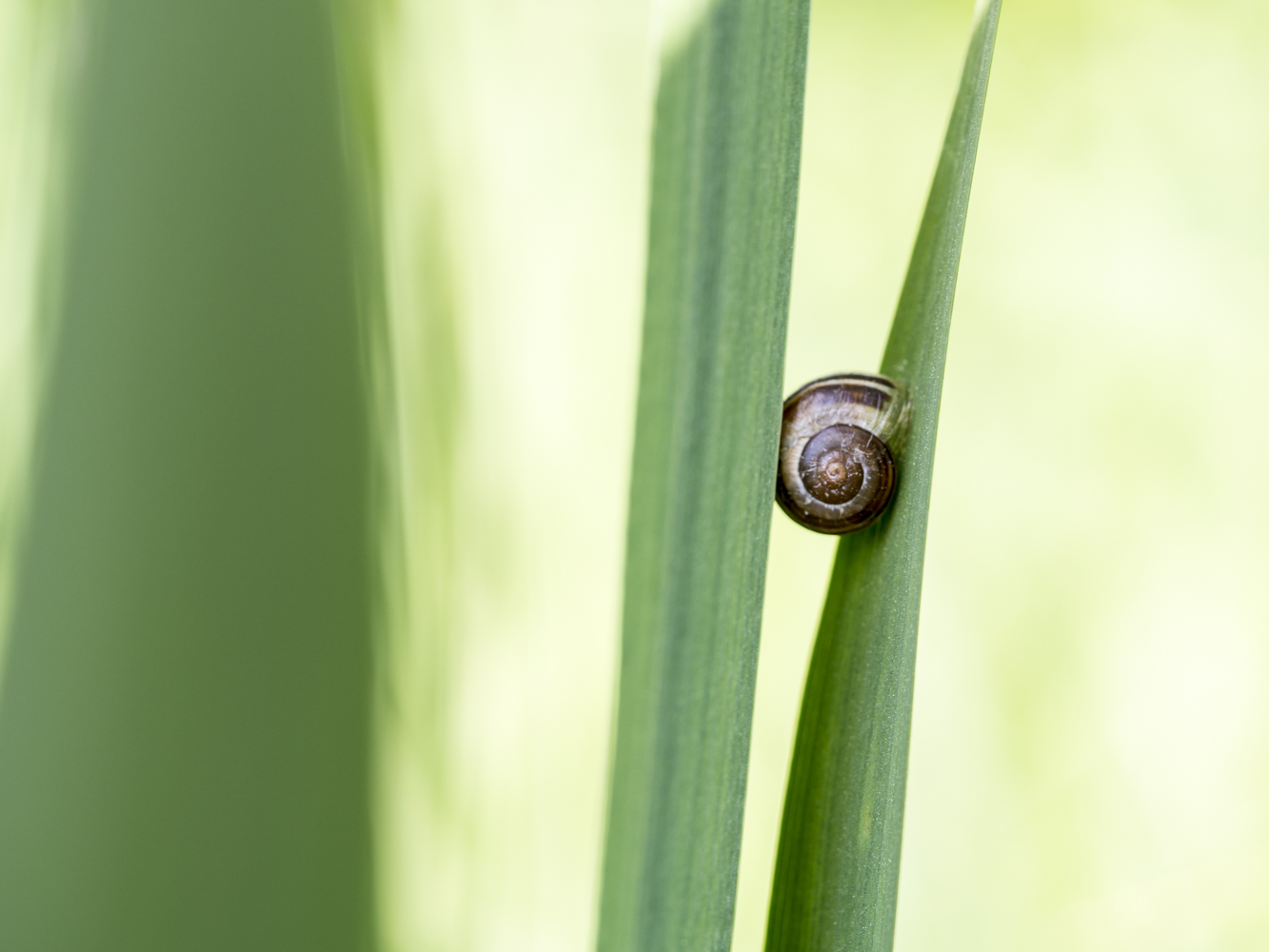 Schnecke