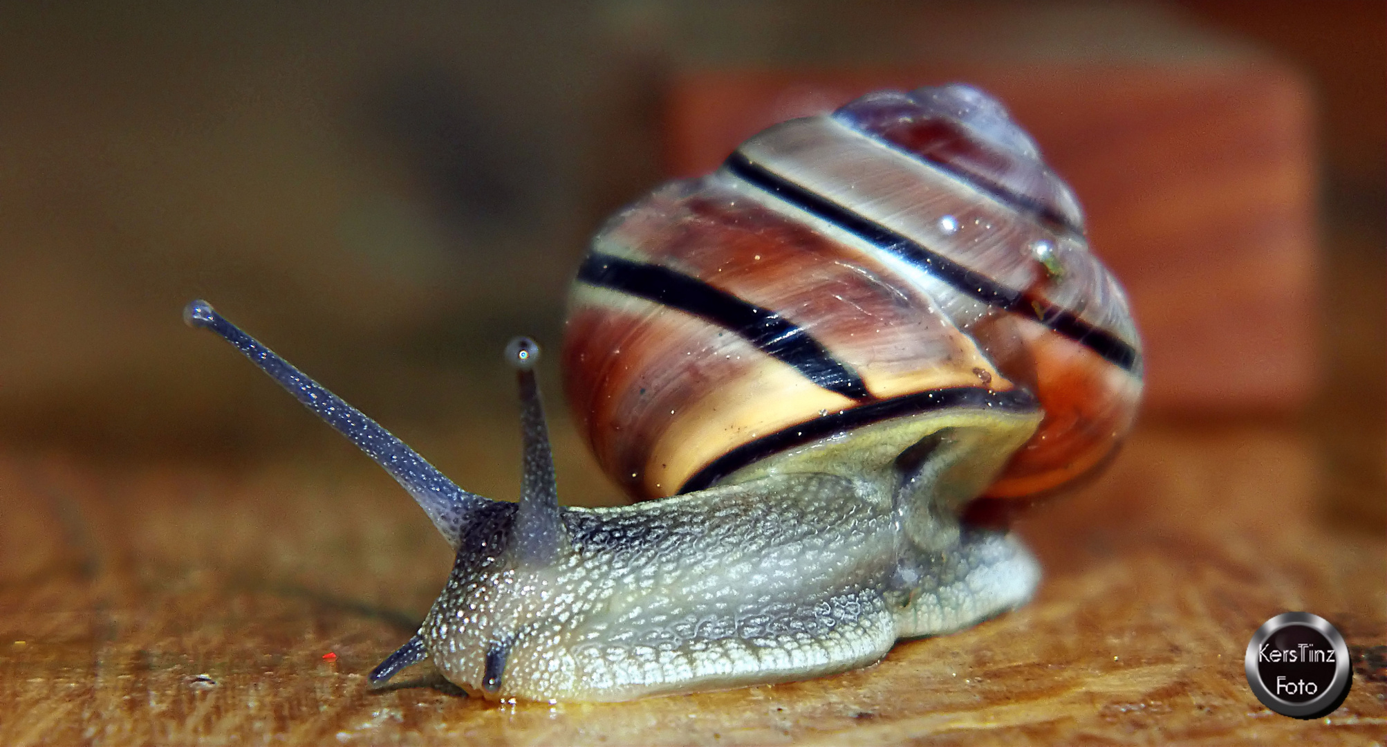 Schnecke