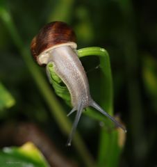 Schnecke