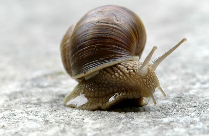 Schnecke