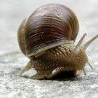 Schnecke