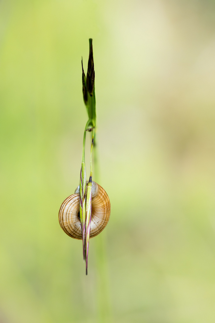 Schnecke