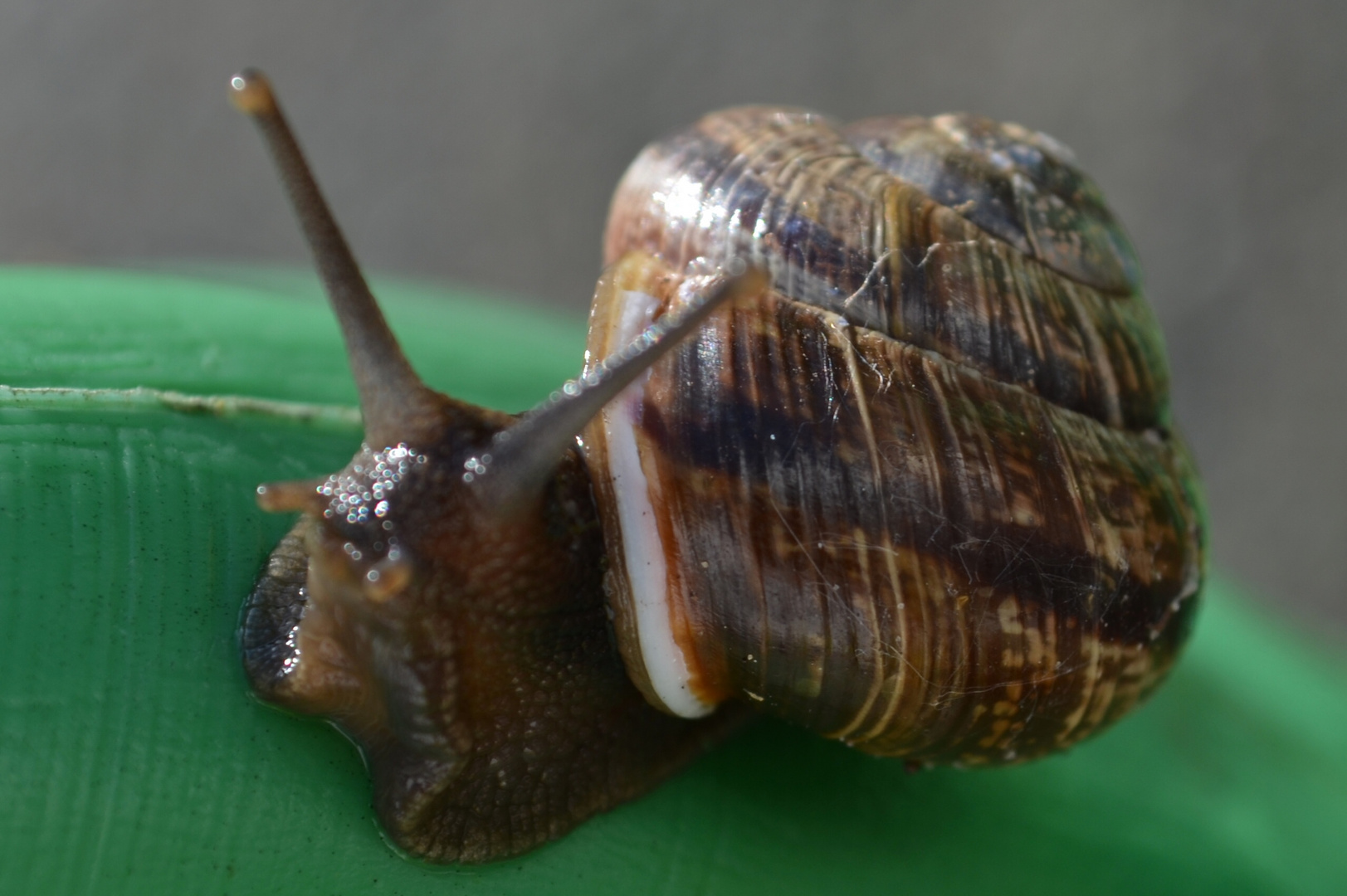 Schnecke