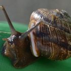 Schnecke