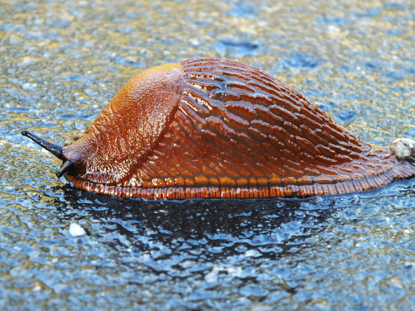 Schnecke