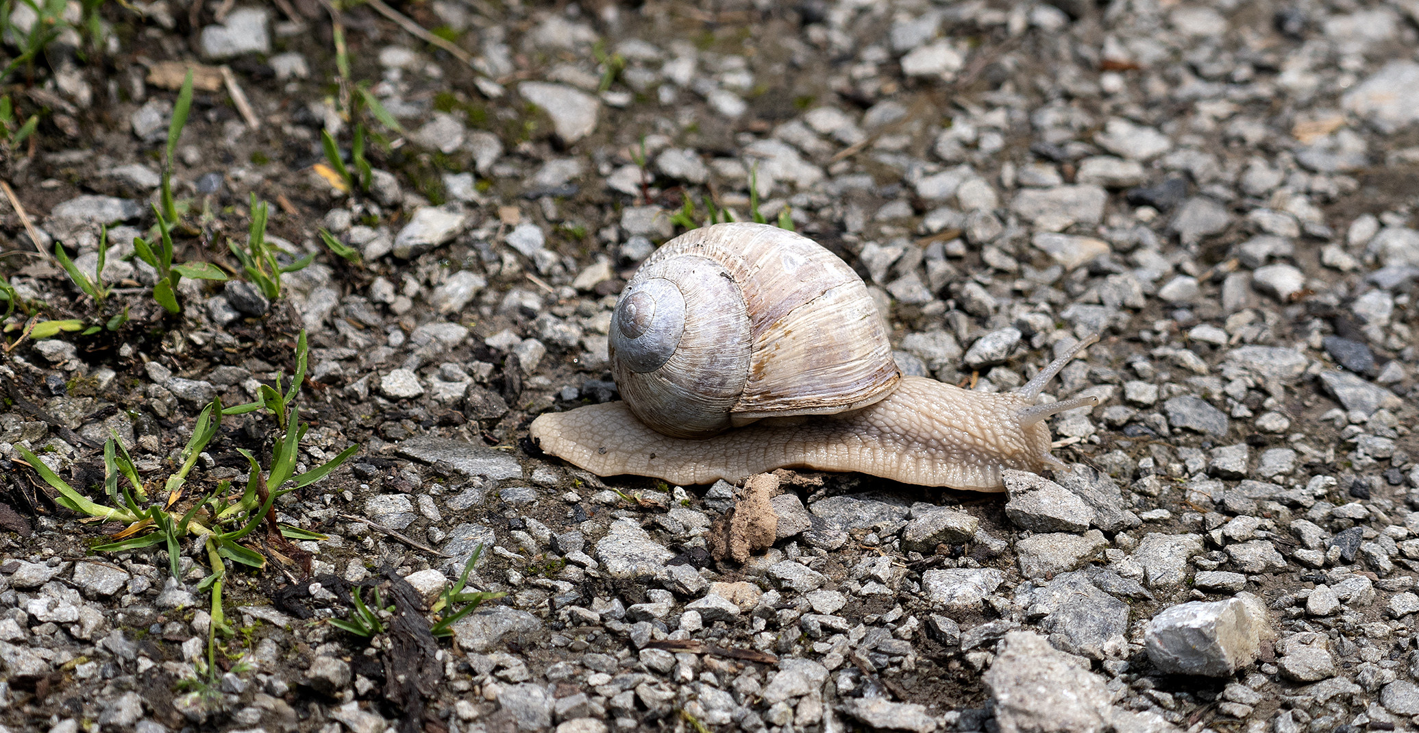 Schnecke