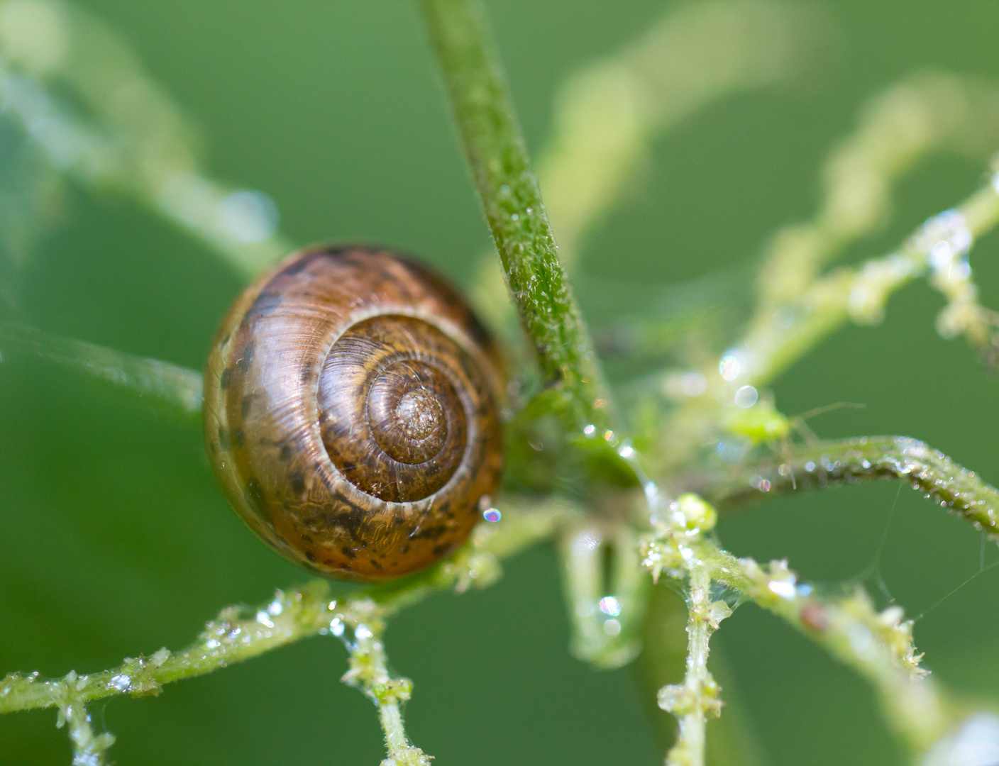 Schnecke